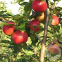 Malus d. 'Santana' 12-14 HO container