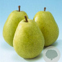 Pyrus c. 'Beurré Alexandre Lucas' 16-18HA container