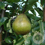 Pyrus c. 'Williams' halfstam 7,5L