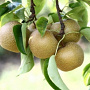 Pyrus pyrifolia 'Hosui' 8-10 HO container