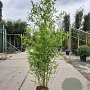 Phyllostachys aurea 175-200 cm 12L