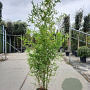 Phyllostachys aurea 200-250 cm 12L