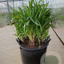 Agapanthus africanus GM 50L