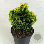 Chamaecyparis obtusa 'Andorra' 15-20 cm 2,0L