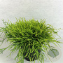 Chamaecyparis p. 'Sungold' 40-50 cm 10L