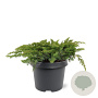 Juniperus conferta 'Schlager' 30-40 cm 3,0L