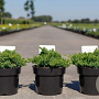 Juniperus procumbens 'Nana' 25-30 cm 3,0L