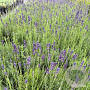 Lavandula ang. 'Hidcote' GM 2,0L