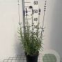 Lavandula ang. 'Munstead' GM 2,0L
