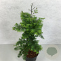 Metasequoia gl. 'Hamlet's Broom' 60-70 cm 30L