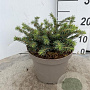 Picea a. 'Nidiformis' 25-30 cm 3,0L