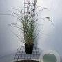 Miscanthus sin. 'Kleine Silbersp.' 40-50 cm 2,5L