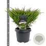 Juniperus horizontalis 'Andorra Compact' 30-40 cm 3,0L
