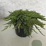 Juniperus horizontalis 'Pancake' 25-30 cm 3,0L