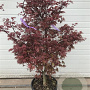 Acer pal. 'Atropurpureum' 100-120 cm container