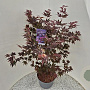 Acer pal. 'Atropurpureum' 120-140 cm 10L