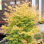 Acer pal. 'Bi-hoo' 150-175 cm 20L meerstammig