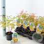 Acer pal. 'Sangokaku' 25-30 cm P10,5