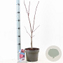 Acer pal. 'Skeeter's Broom' 40-50 cm 3,0L