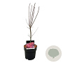 Acer pal. 'Skeeter's Broom' 50-60 cm 4,5L