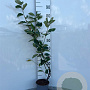 Amelanchier lamarckii 80-100 cm 2,0L