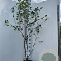 Amelanchier lamarckii 175-200 cm 7,5L Gestokt