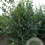 Betula papyrifera 600-700 cm draadkluit meerstammig