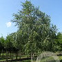 Betula pendula 900-1000 cm draadkluit meerstammig