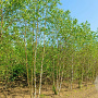 Betula p. 'Zwitsers Glorie' 200-250 cm 40L meerstammig