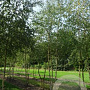 Betula pubescens 250-300 cm draadkluit meerstammig