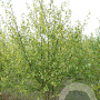 Betula pubescens 400-450 cm draadkluit meerstammig