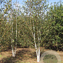 Betula utilis 'Doorenbos' 550-600 cm draadkluit meerstammig