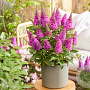 Buddleja d. B. Candy Lila Sweeth. GM 3,0L leverbaar