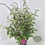 Buddleja d. 'Royal Red' 100-120 cm 10L