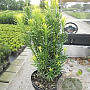Cephalotaxus h. 'Fastigiata' 30-40 cm 3,0L