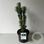 Cephalotaxus h. 'Fastigiata' 30-40 cm 3,0L
