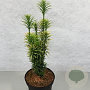 Cephalotaxus h. 'Korean Gold' 30-40 cm 3,0L