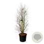 Cercidiphyllum japonicum 200-250 cm cont. 90L extra