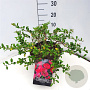 Chaenomeles sup. Pink Trail 40 cm 10L
