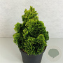 Chamaecyparis o. 'Aurora' 20-25 cm 3,0L