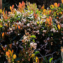 Eriobotrya japonica 'Coppertone' 200-250 cm 25L solitair