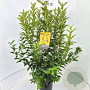 Forsythia int. 'Spectabilis' 100-120 cm 10L
