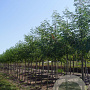 Gleditsia triac. Street Keeper 10-12 HO draadkluit