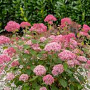 Hydrangea a. Candybelle Sorbet GM 3,0L leverbaar