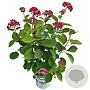 Hydrangea a. Ruby Annabelle 40-50 cm 3,0L