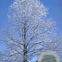 Metasequoia glyptostroboides 12-14 HO container