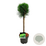 Pinus nigra Summer Breeze 40 cm stam 5,0L