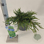 Juniperus comm. 'Repanda' 20-25 cm 3,0L