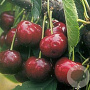 Prunus a. 'Lapins' halfstam 7,5L