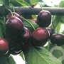 Prunus a. 'Sunburst' 12-14 HO container